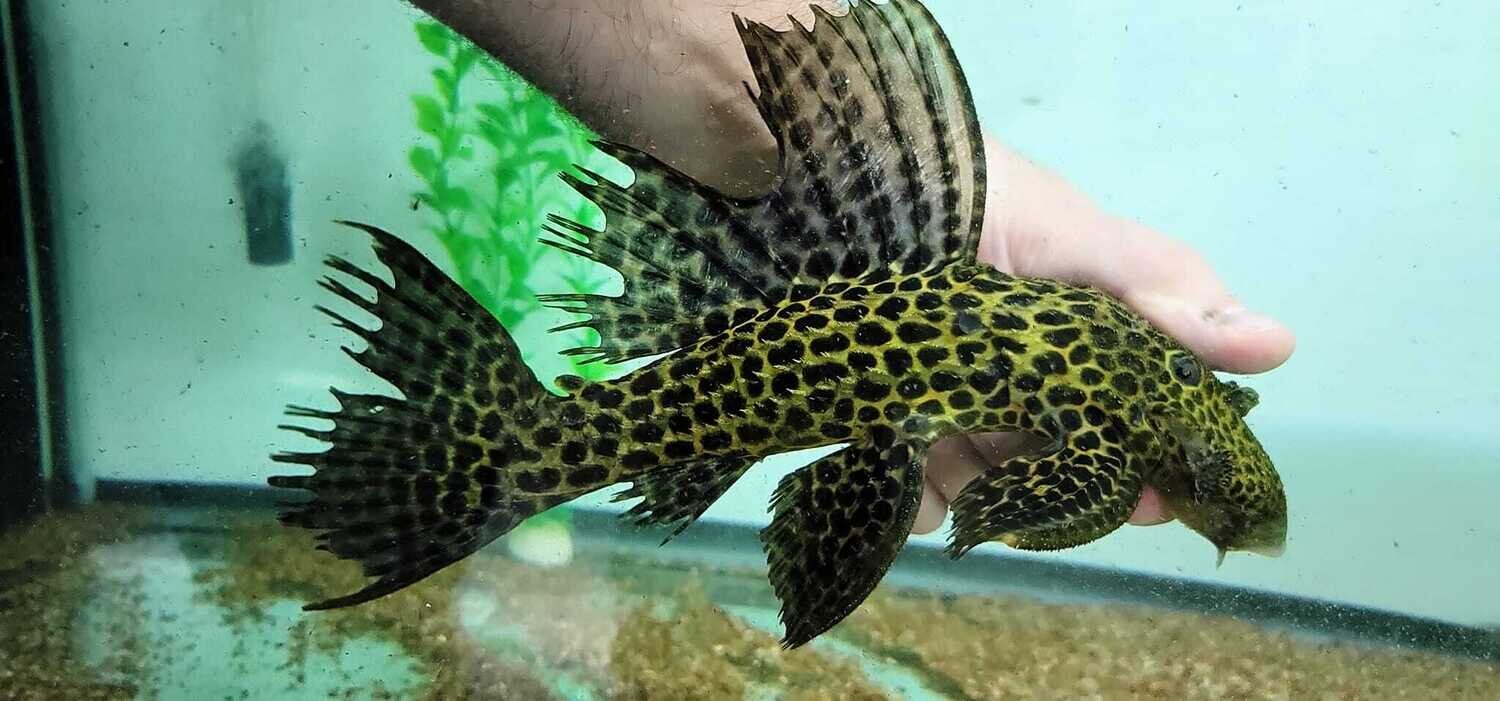 Megalancistrus sp. L234 (Megalancistrus parananus)