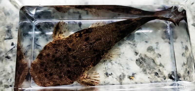 Pac-man Catfish - (Lophiosilurus alexandri)