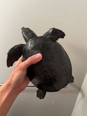 Fly River Turtle/Pig Nose Turtle - (Carettochelys insculpta)