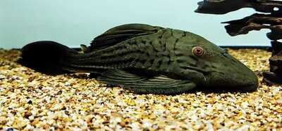 Panaque sp. 'Tocantins' - (L027 Red Eyed Pleco)