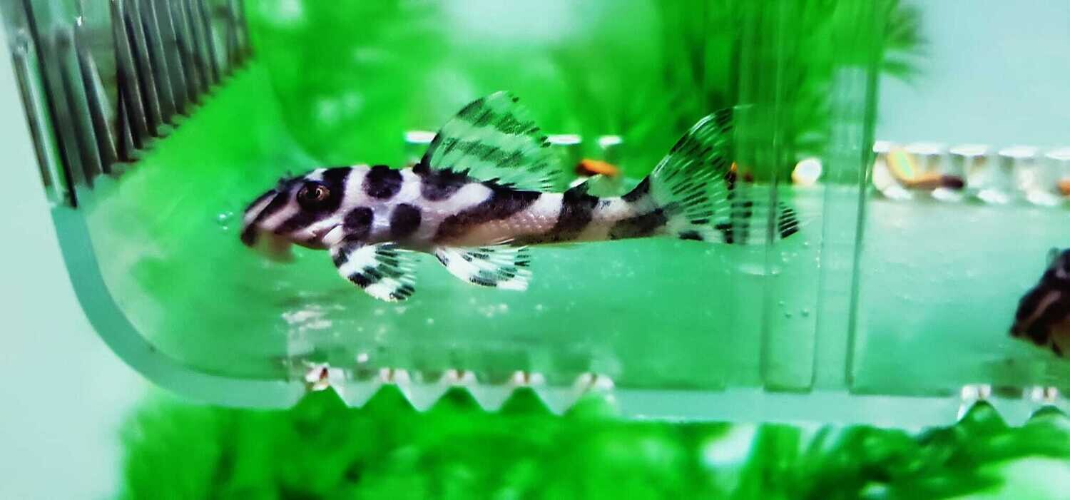 Hypancistrus sp. L236 SPECIAL (Cracked Zebra Pleco)