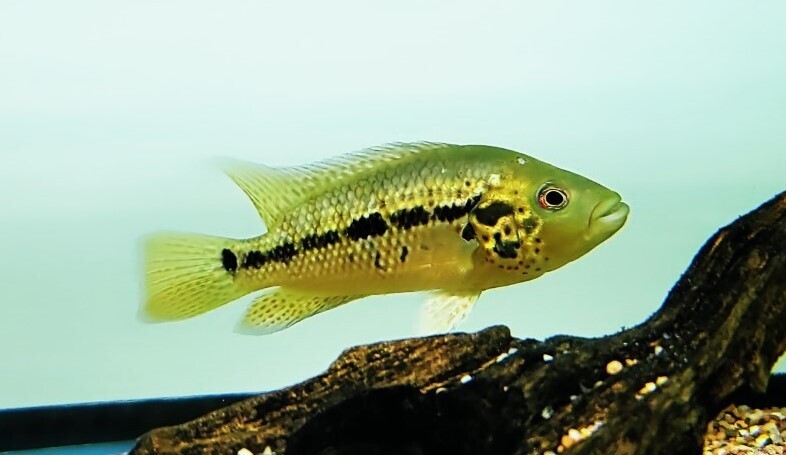 Parachromis motaguensis - (Red Tiger Motaguense)
