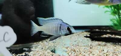 Deep Water Hap - (Placidochromis electra)