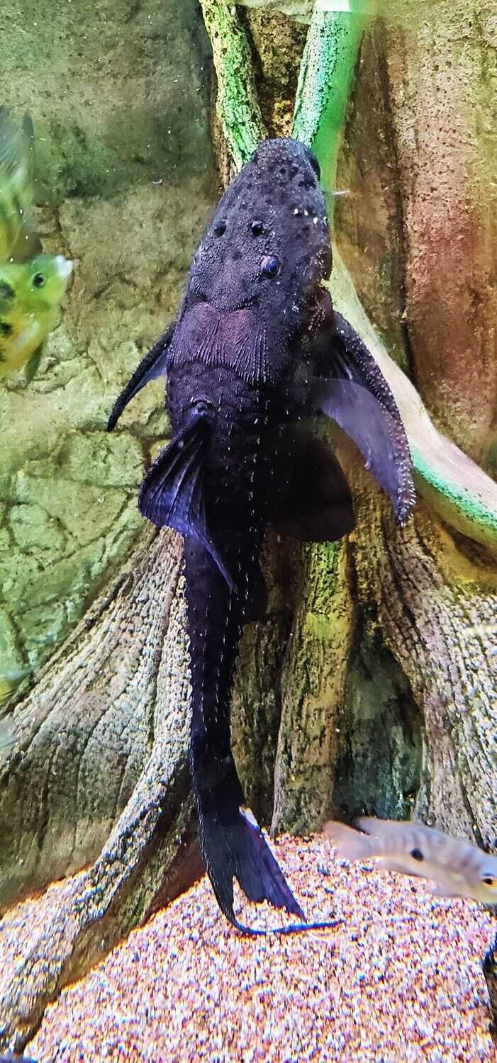 Acanthicus adonis (Polka Dot Lyre Tail Pleco)