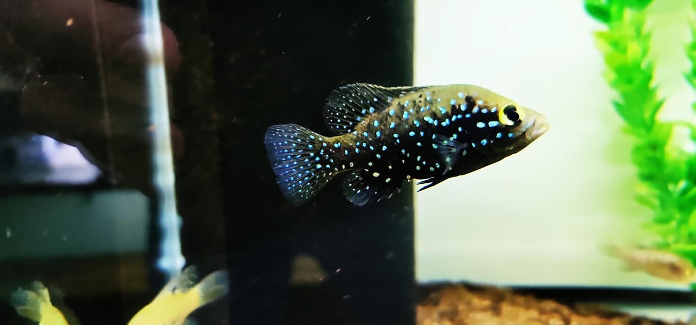 Polleni Cichlid/Starry Night Cichlid - (Paratilapia polleni)