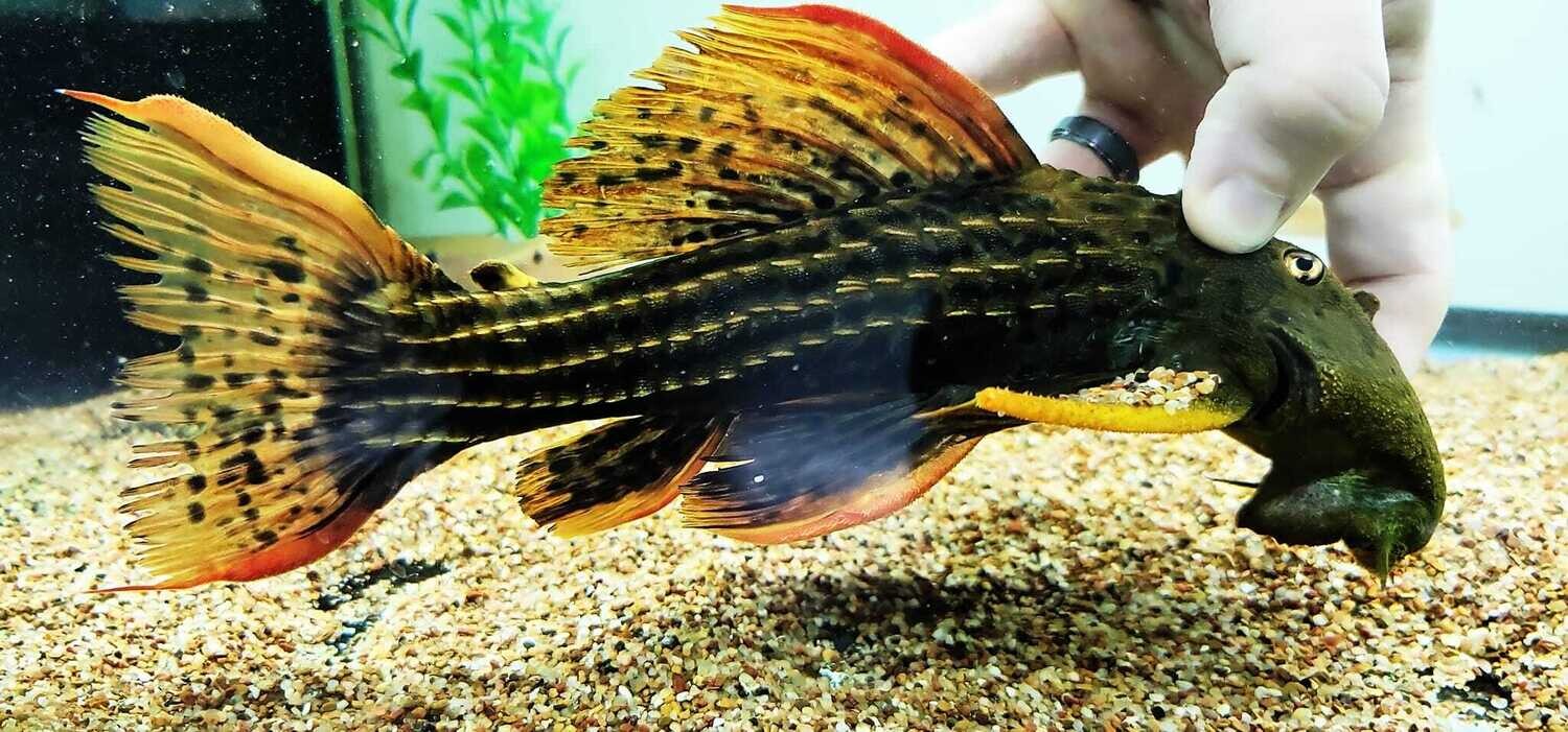 Pseudacanthicus pirarara L025 - (Super Red)