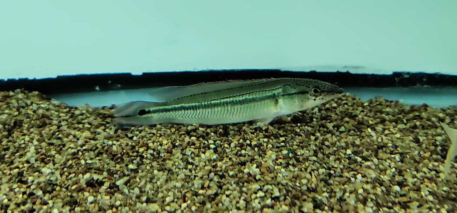 Striped Pike Cichlid For Sale Online