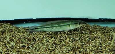 Striped Pike Cichlid For Sale Online