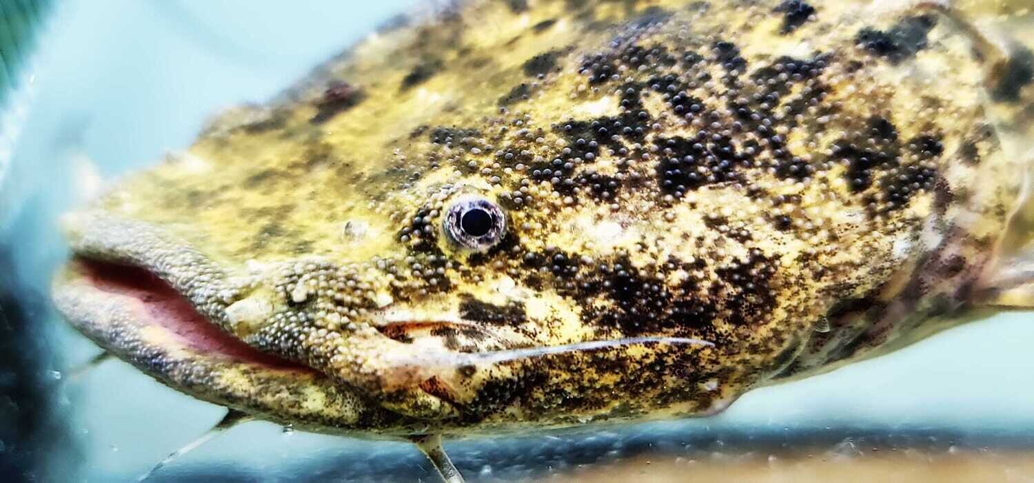 Cephalosilurus apurensis (Apure Jelly Catfish)
