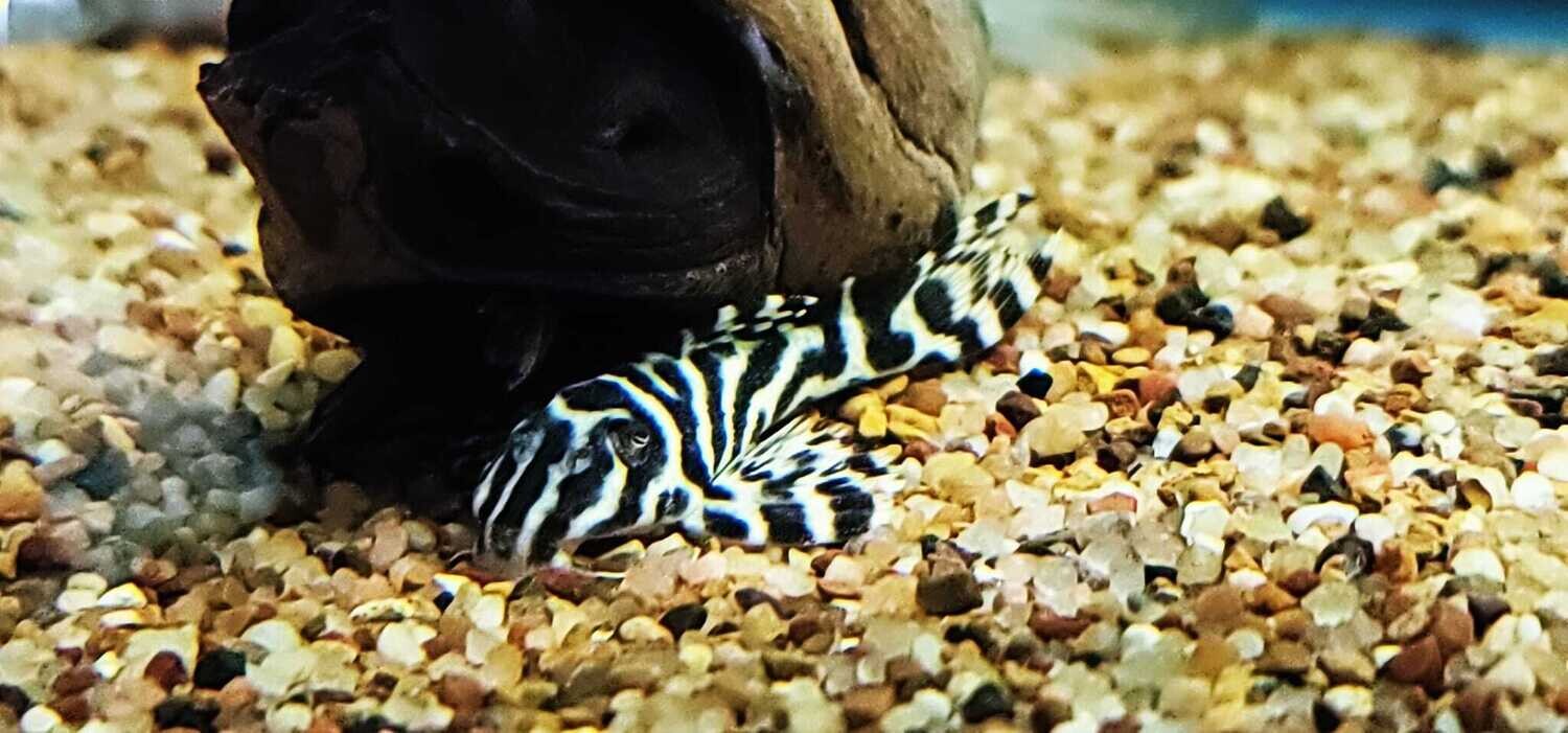 Hypancistrus sp. L236 SPECIAL (Cracked Zebra Pleco)