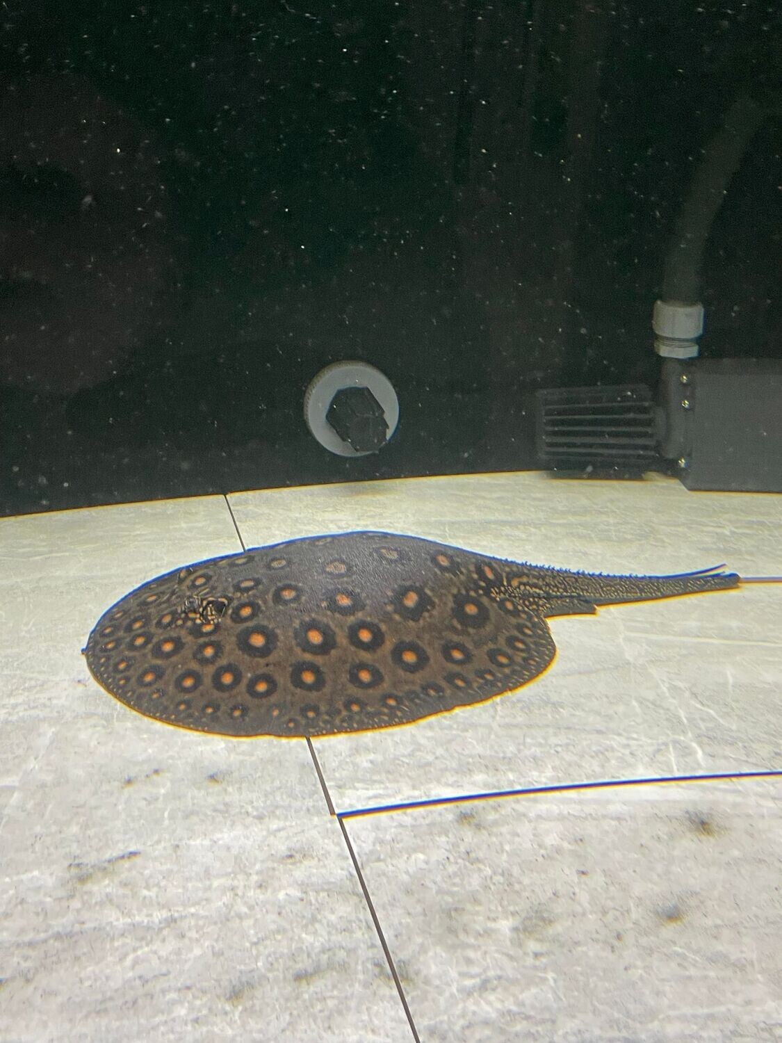 Motoro Stingray/Ocellate River Stingray - (Potamotrygon Motoro)