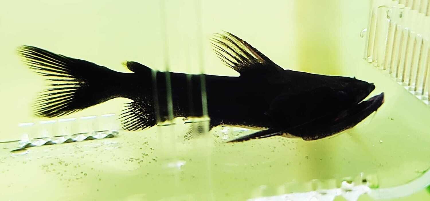 Asterophysus batrachus - (Gulper Catfish)