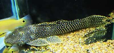 Thousand Spots Pleco L253 - (Scobinancistrus sp.)