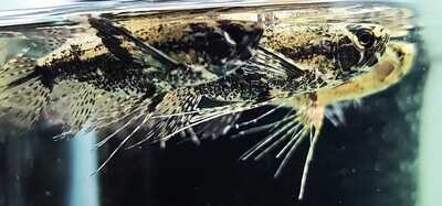 African Butterfly Fish - (Pantodon buchholzi)