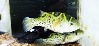 Topaz Puffer - (Dichotomyctere fluviatilis)
