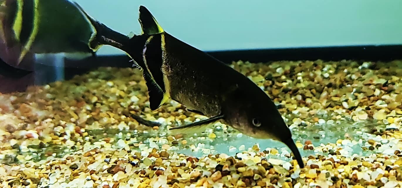 Peters Elephant Nose Fish (Gnathonemus petersii)