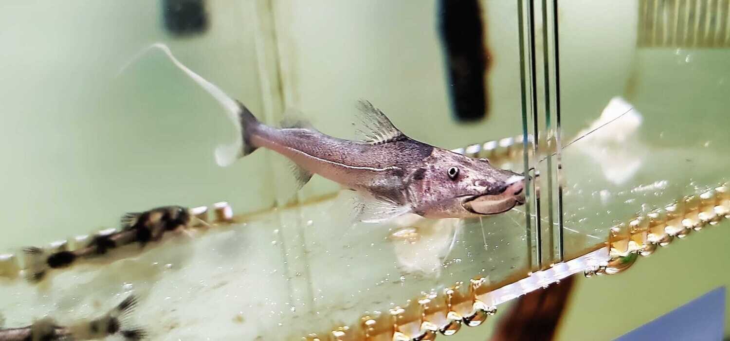 Dorado Catfish/Gilded Catfish - (Brachyplatystoma rousseauxii)