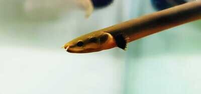 Erpetoichthys calabaricus - (Rope/Reed Fish)