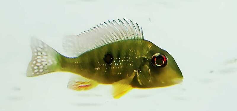 Caqueta Gold Eartheater - (Geophagus sp. ‘Caqueta’)