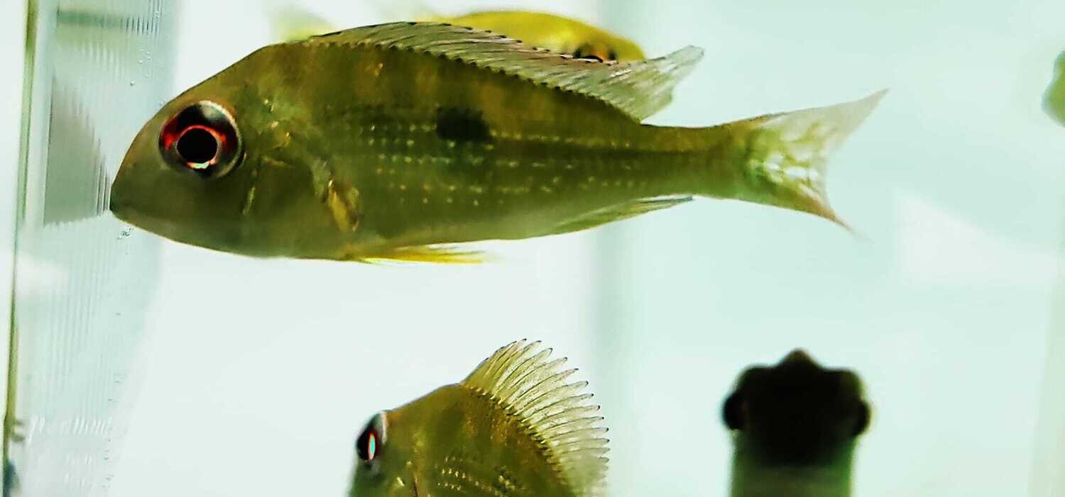 Geophagus surinamensis - (Red Striped Eartheater Cichlid)