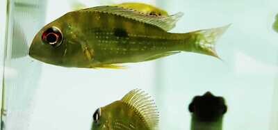 Geophagus surinamensis - (Red Striped Eartheater Cichlid)
