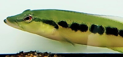 Crenicichla minuano - (Minuano Pike Cichlid)