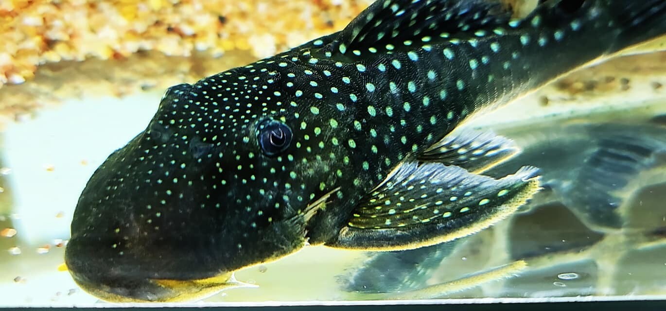 Hemiancistrus sp. L128 - (Blue Phantom Pleco)