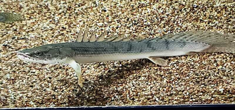 Congicus Bichir - (Polypterus congicus)