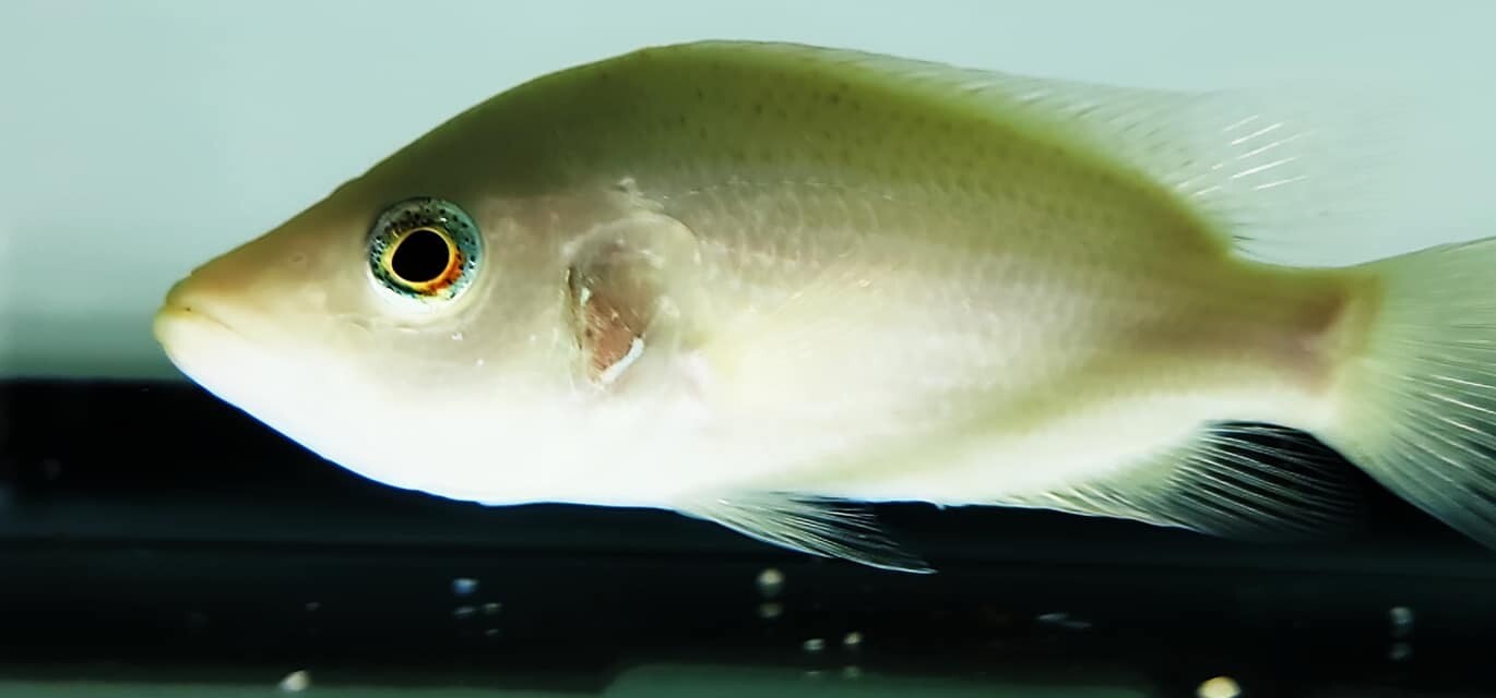 Red Dovii Cichlid - (Parachromis Dovii “Red”)