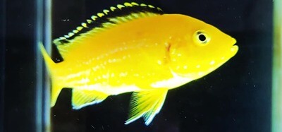 Labidochromis caeruleus - (Yellow Labidochromis)