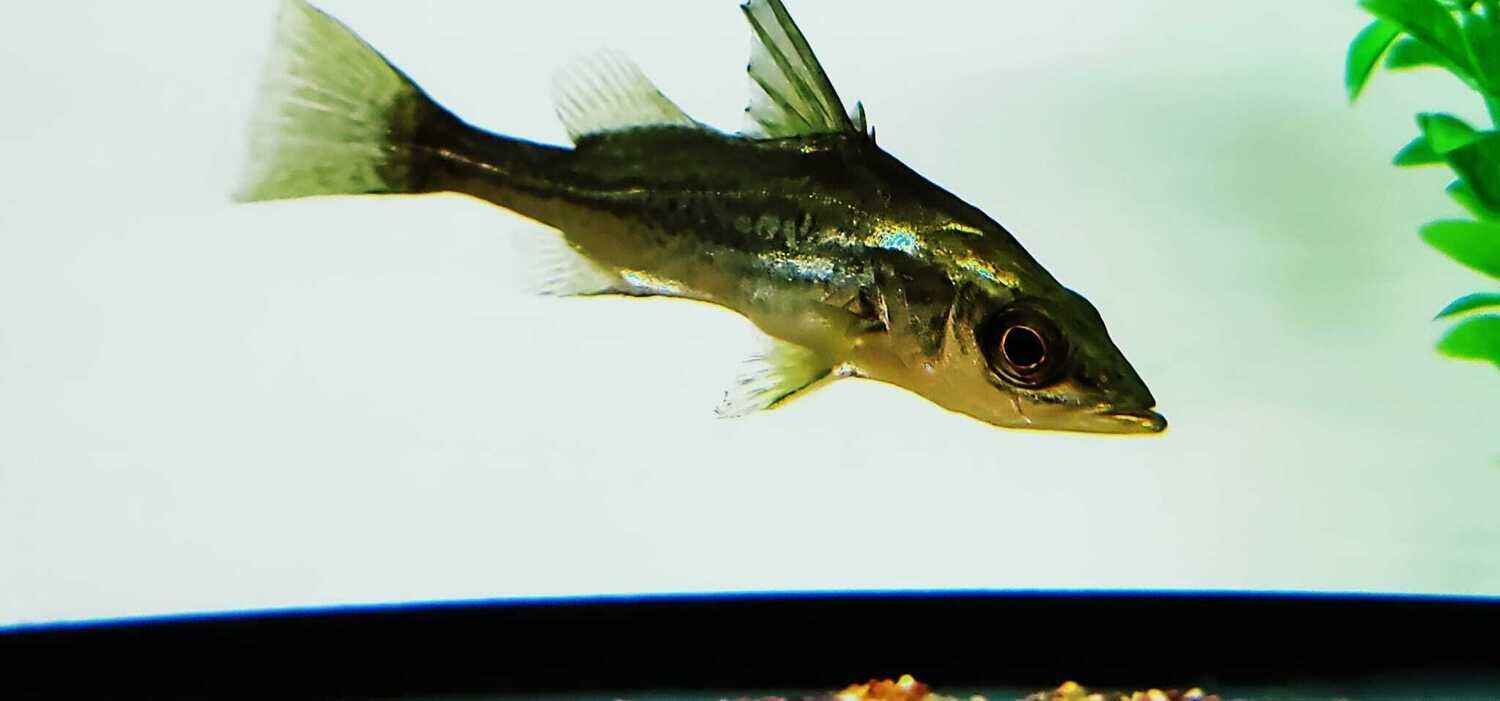 Bigeye Lates - (Lates mariae)