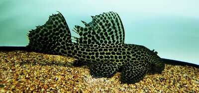 Megalancistrus sp. L234 (Dragon Hi Fin Pleco-Megalancistrus parananus)