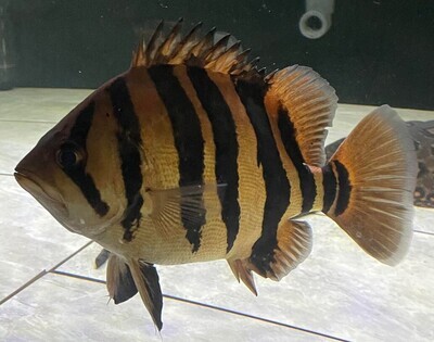 Datnioides microlepis - (Indo Datnoid)