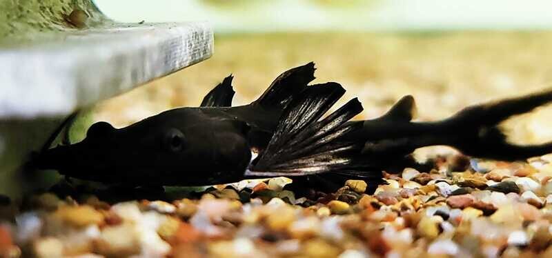 Firewood Catfish For Sale Online (Sorubimichthys planiceps)