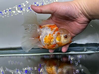 Ranchu & Oranda Goldfish - (Carassius auratus)