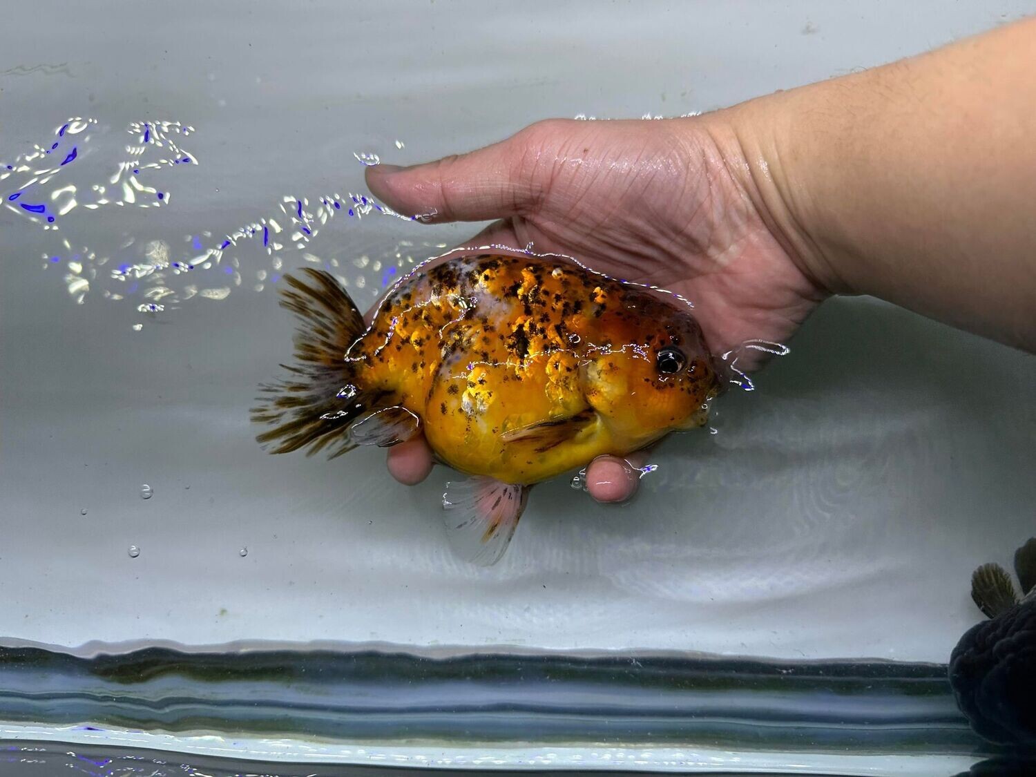 Ranchu & Oranda Goldfish - (Carassius auratus)