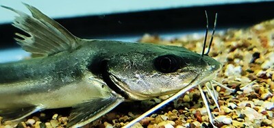 Widehead catfish - (Clarotes laticeps )