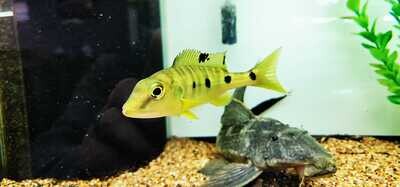 Emperor Cichlid - (Boulengerochromis microlepis)