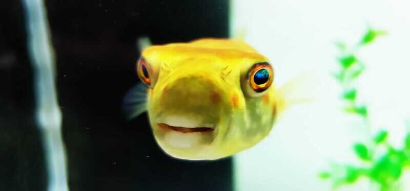 Puffers