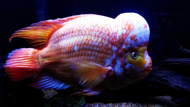 Cichlids
