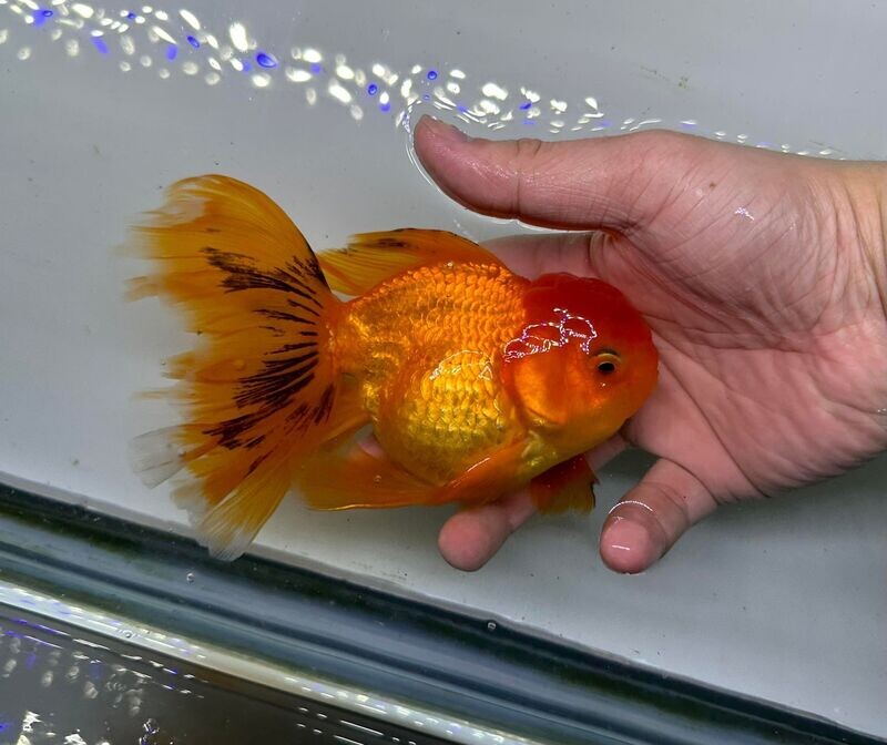 Goldfish | Koi