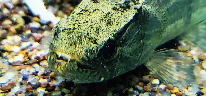 Wolf Fish