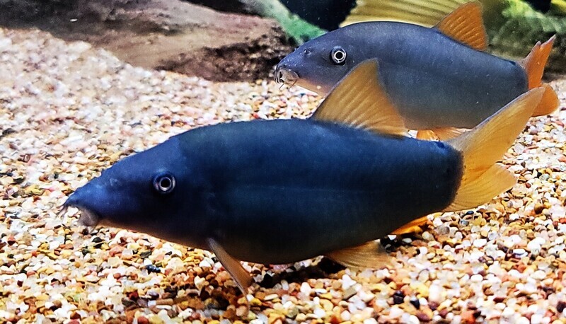 Loach