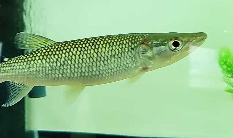 Characin