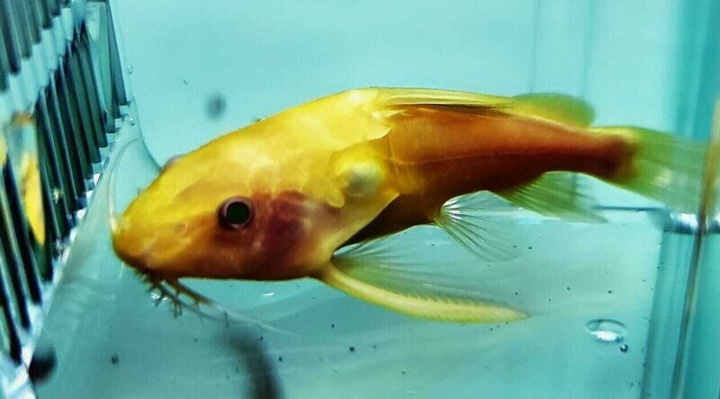 Catfish