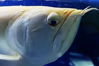 Arowana