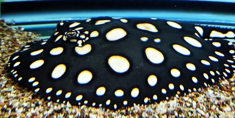 Stingray