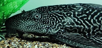 Pterygoplichthys disjunctivus - (Vermiculated Sailfin Catfish)