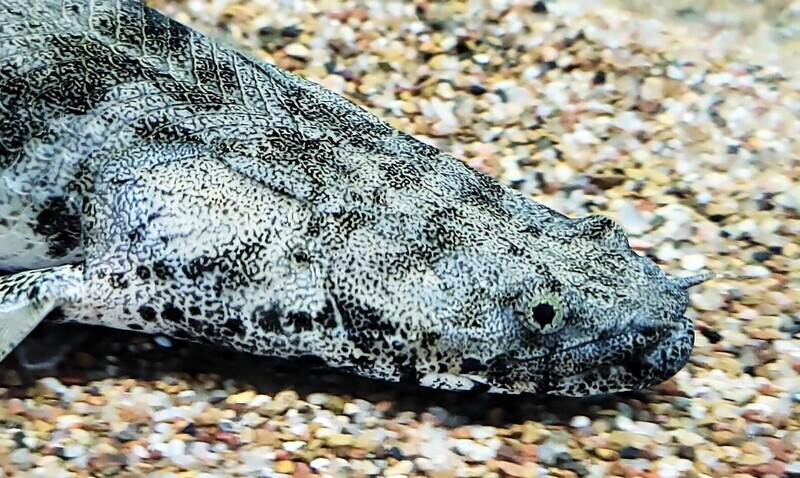 Bichir