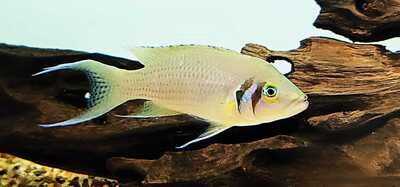 Daffodil Pulcher - (Neolamprologus pulcher) Breeding Pair